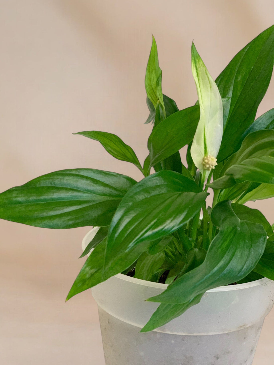 Como cuidar do teu Lírio da Paz: Dicas simples para uma planta feliz