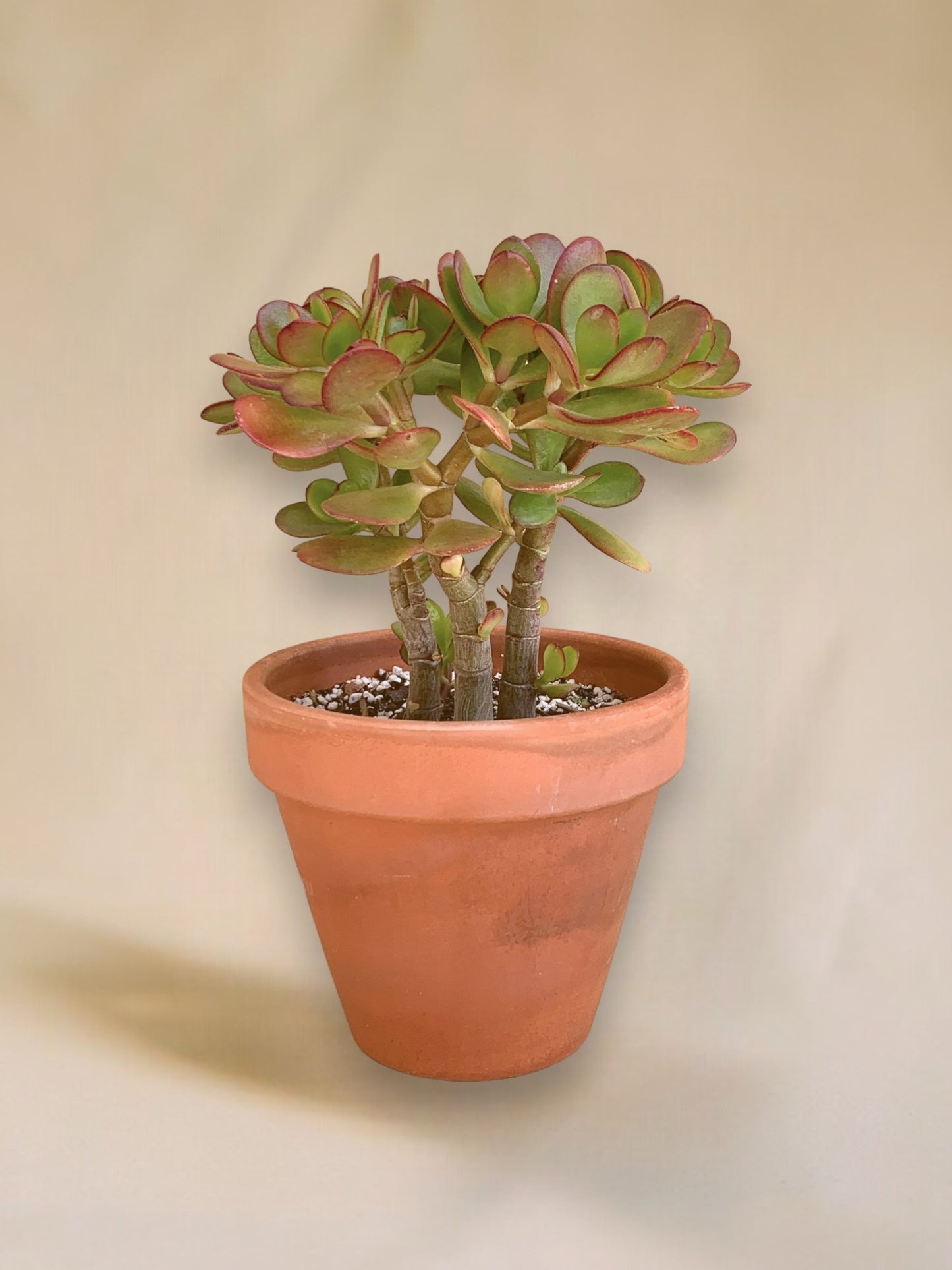 Crassula ovata vaso 14