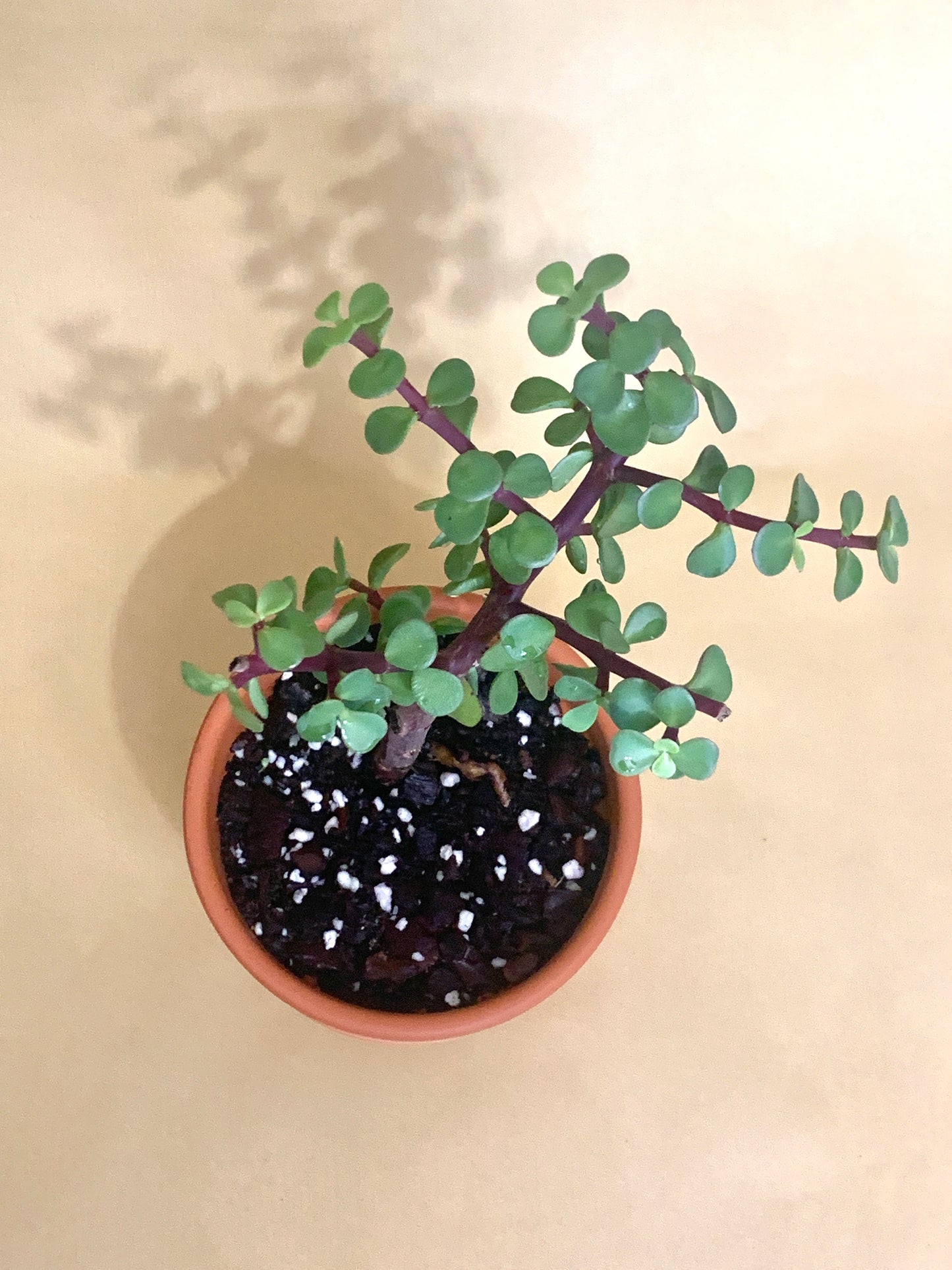 Portulacaria Afra Vaso 10