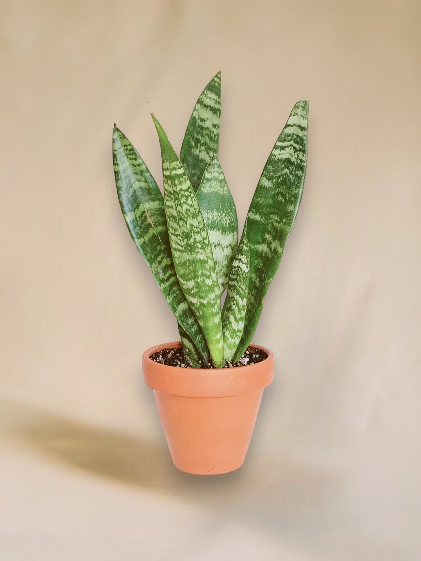 Dracaena zeylanica vaso 10