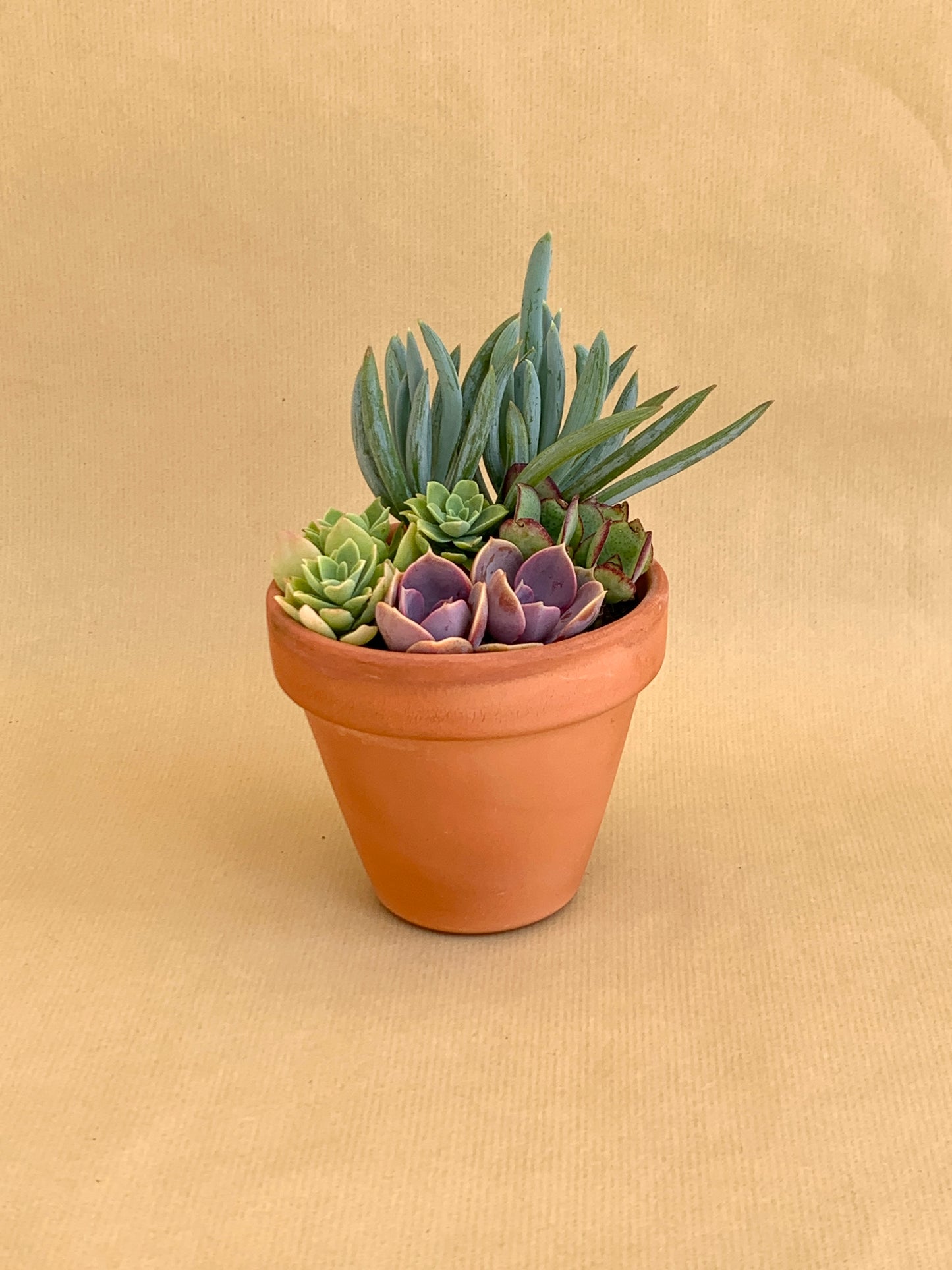 Mini-jardim Vaso 10
