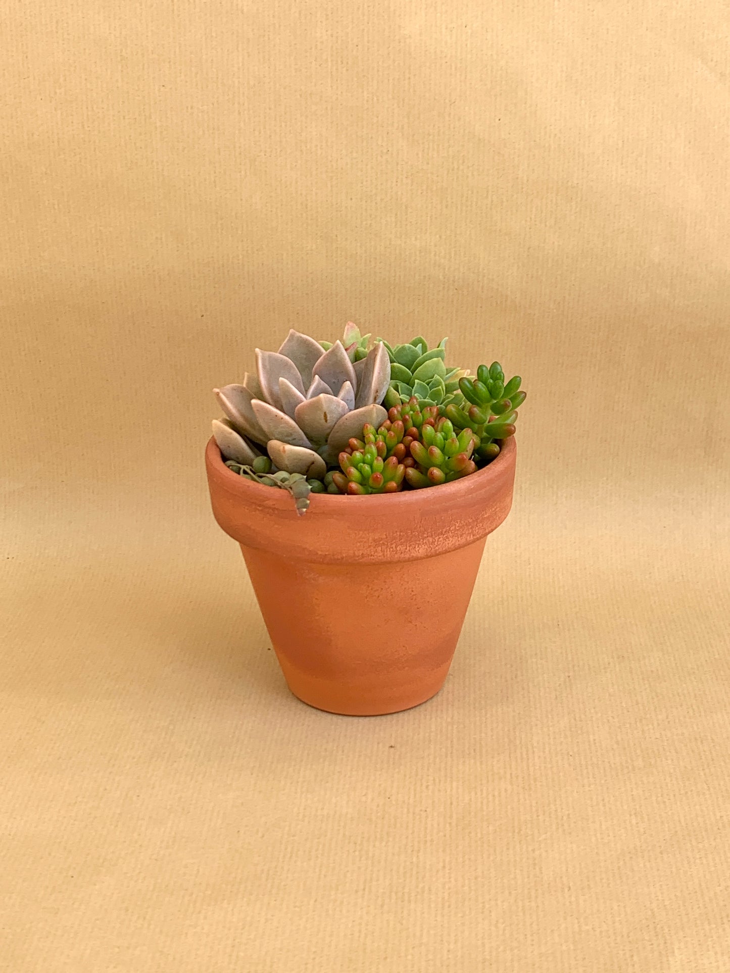 Mini-jardim Vaso 10