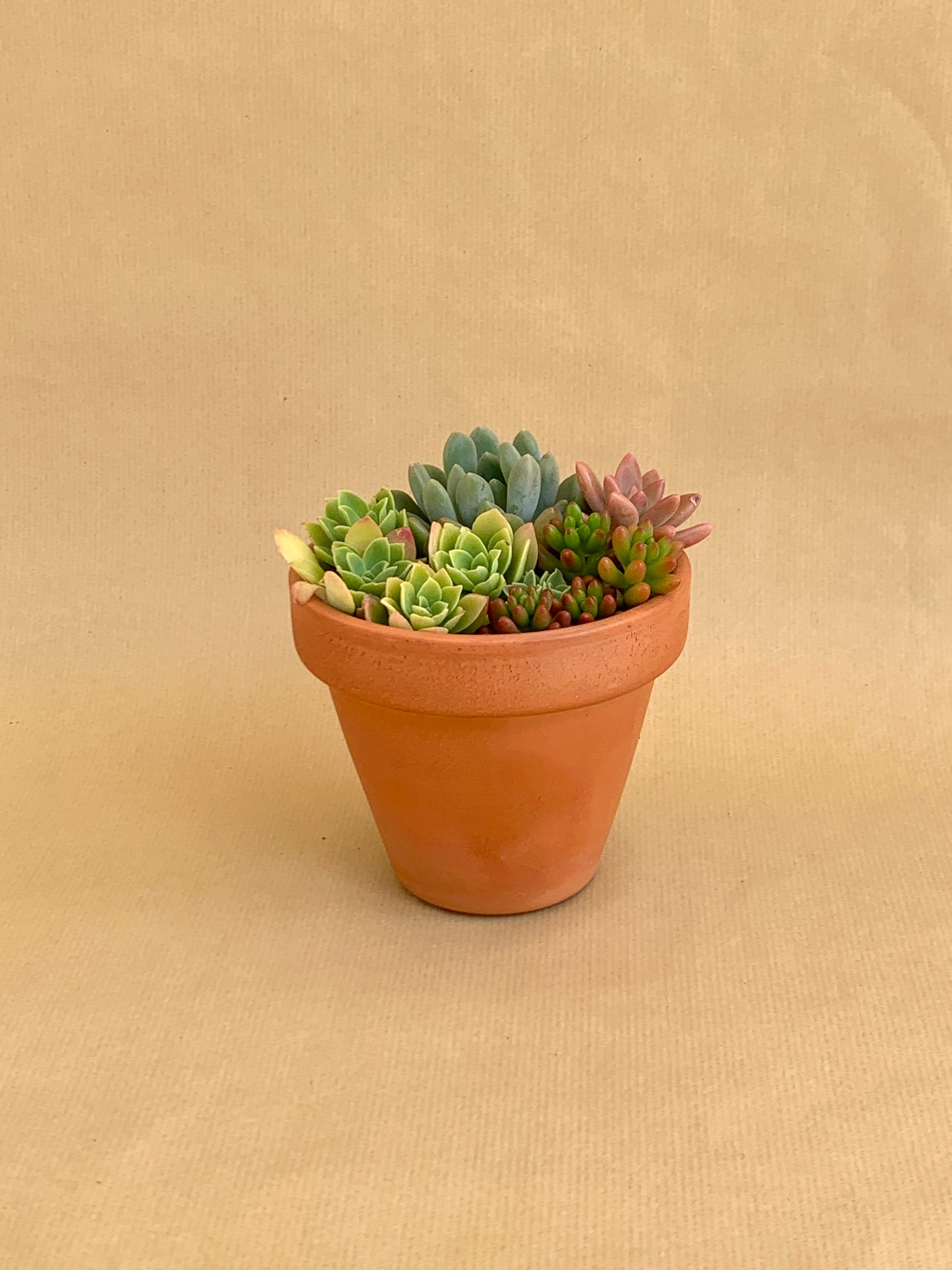 Mini-jardim Vaso 10