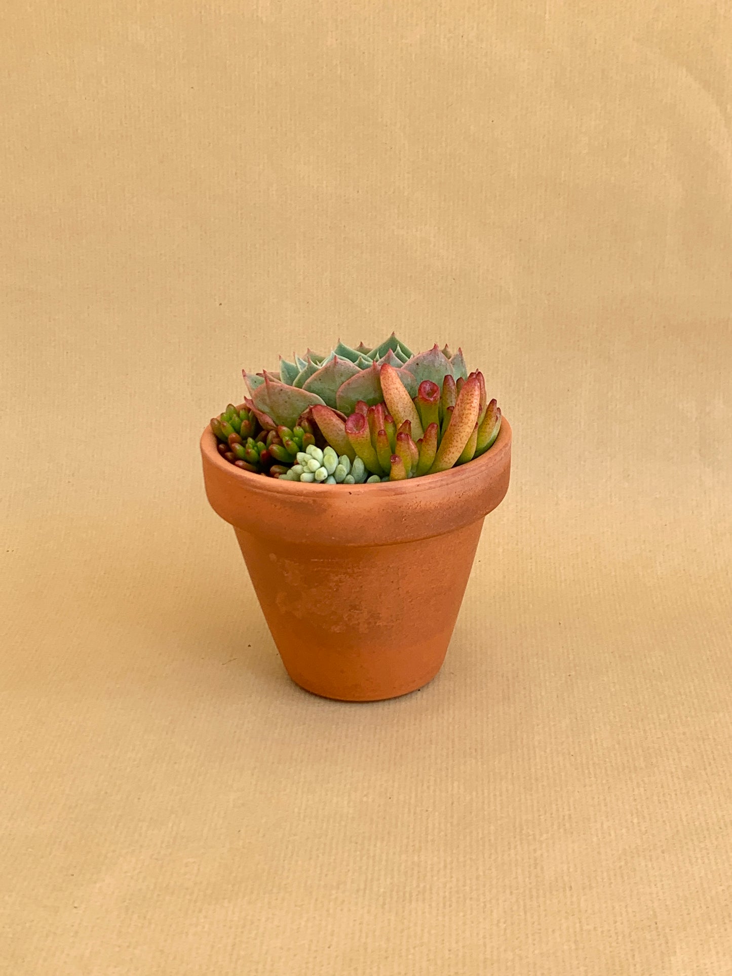 Mini-jardim Vaso 10