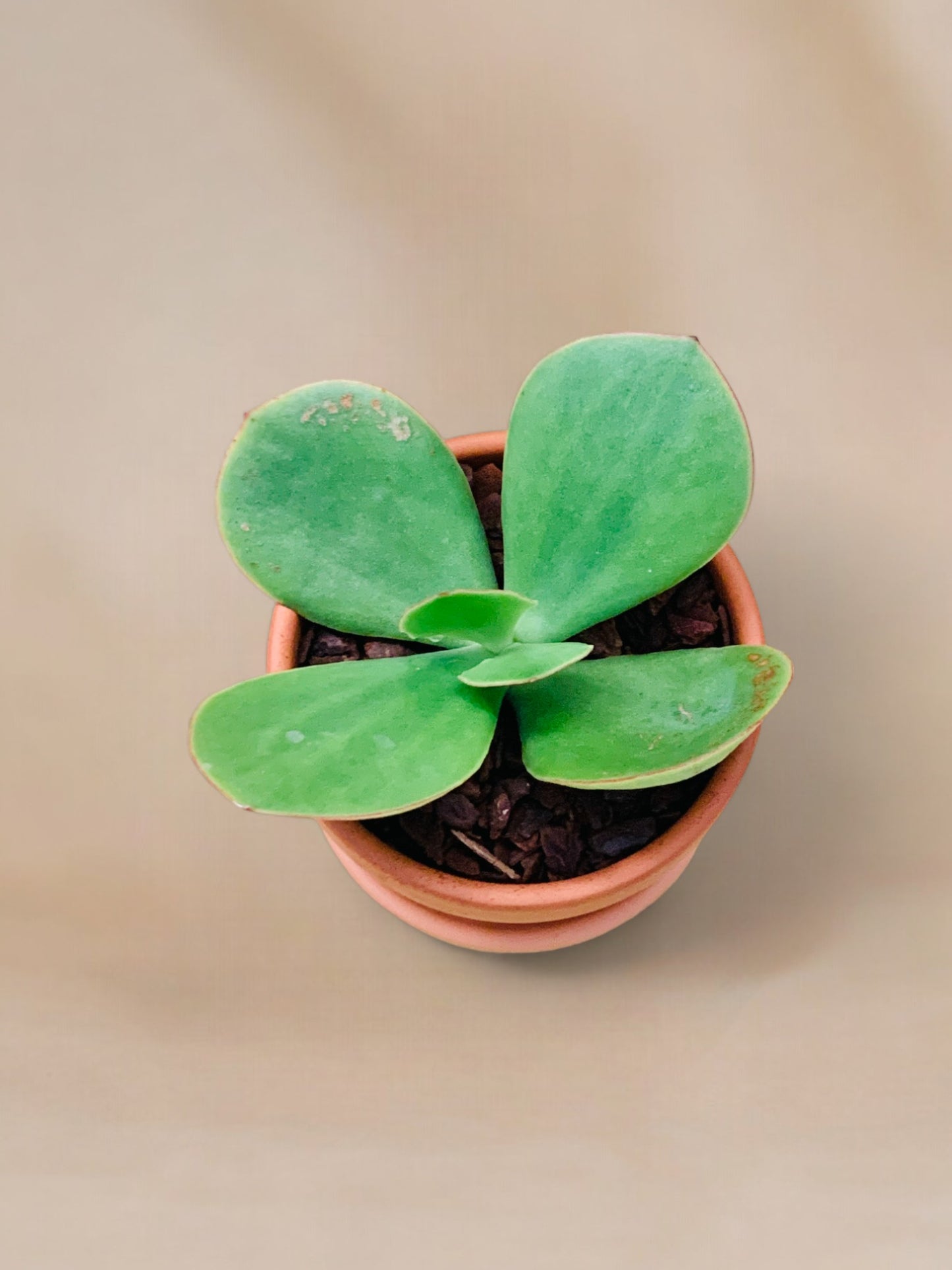 Cotyledon orbiculata 'Macrantha' Vaso 10
