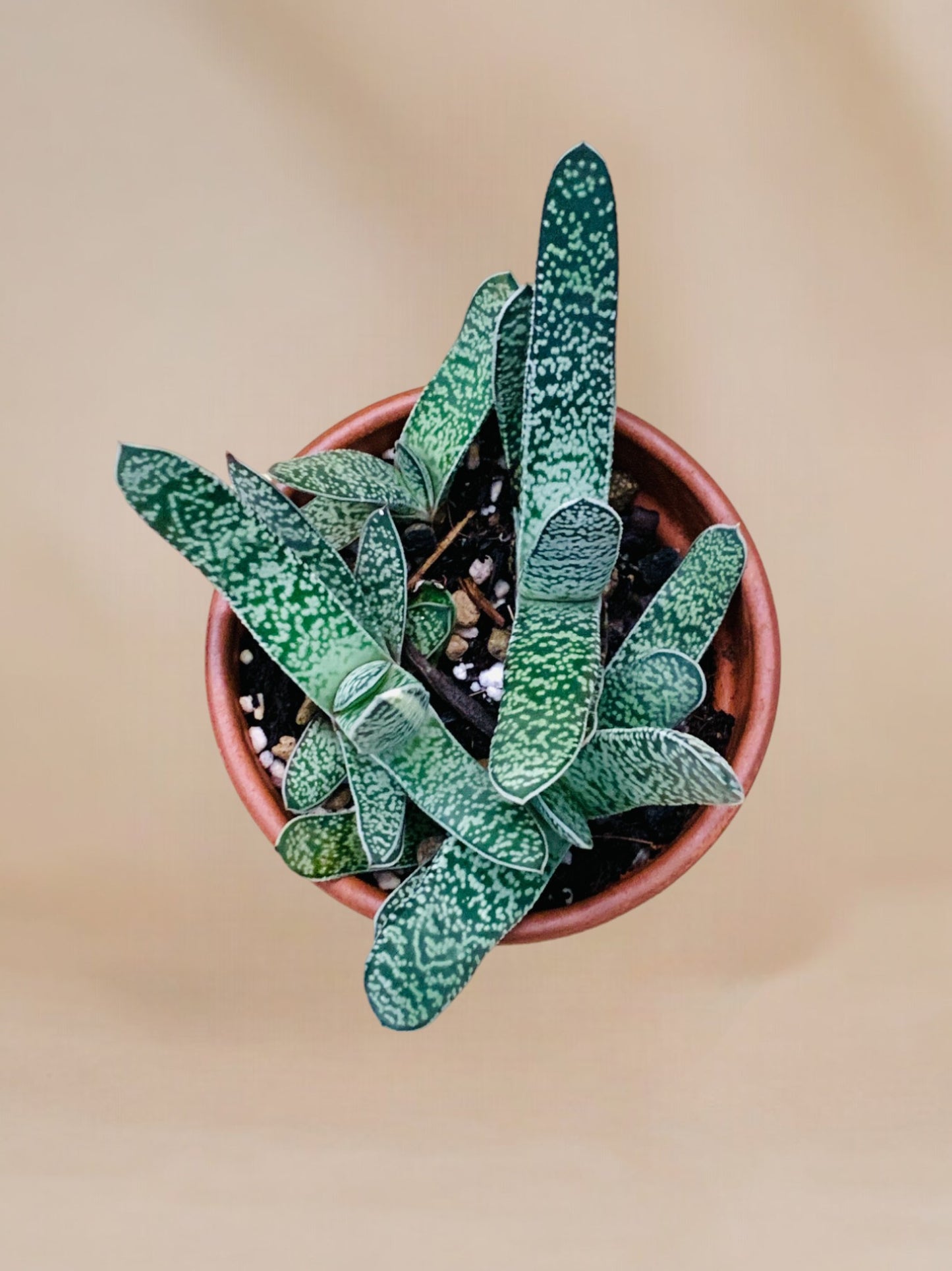Gasteria Brachyphylla vaso 10