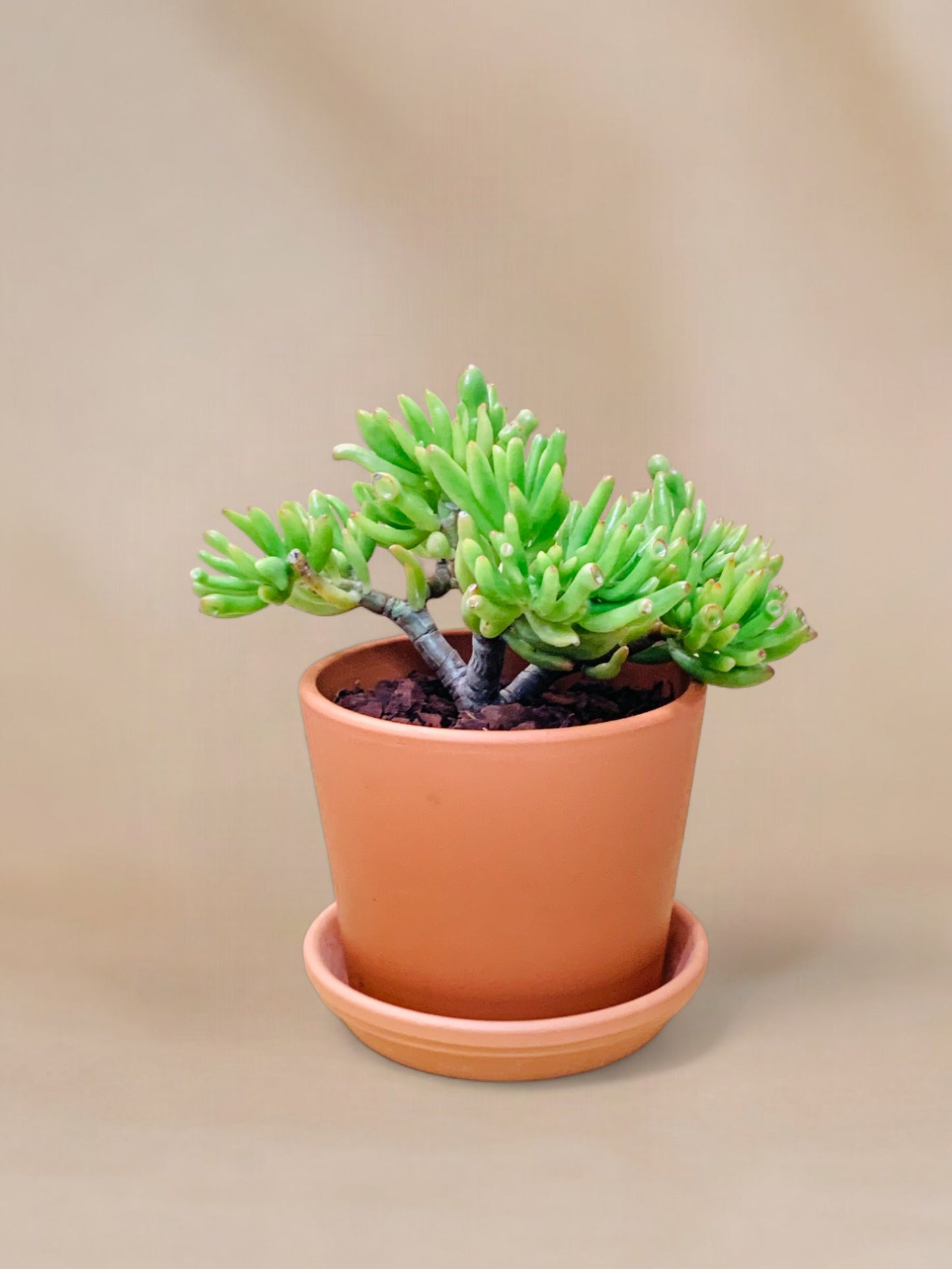 Crassula ovata 'Gollum'