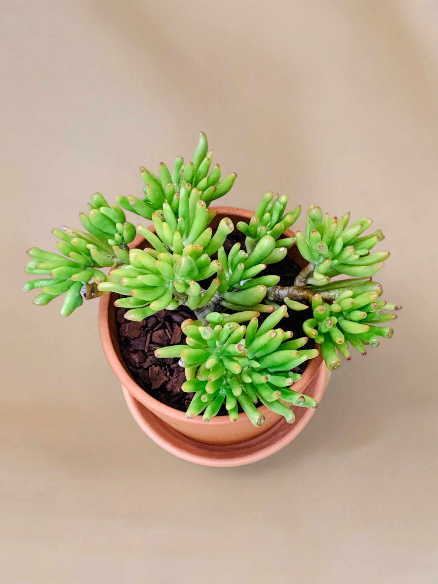 Crassula ovata 'Gollum'