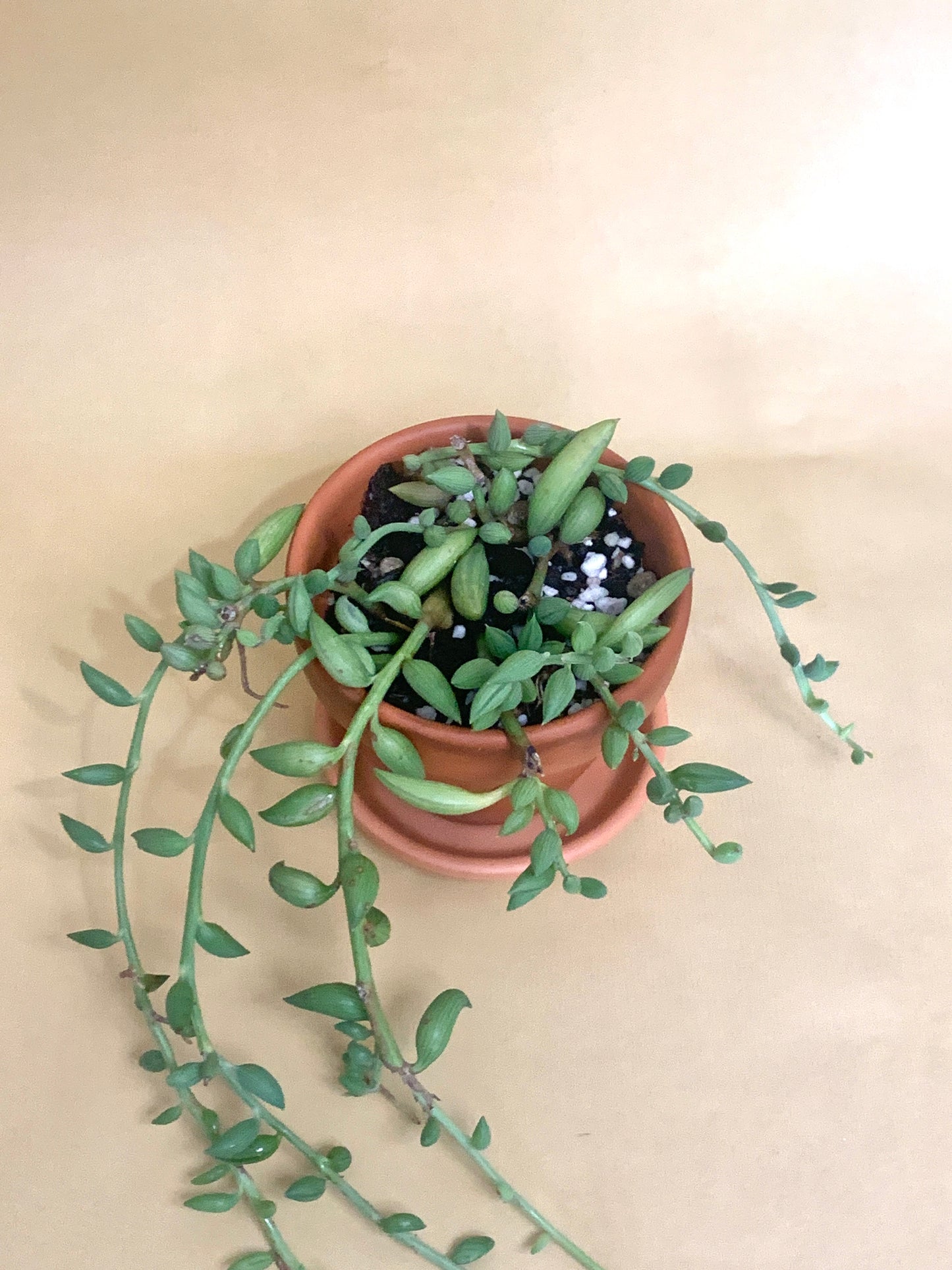 Senecio radicans Vaso 10