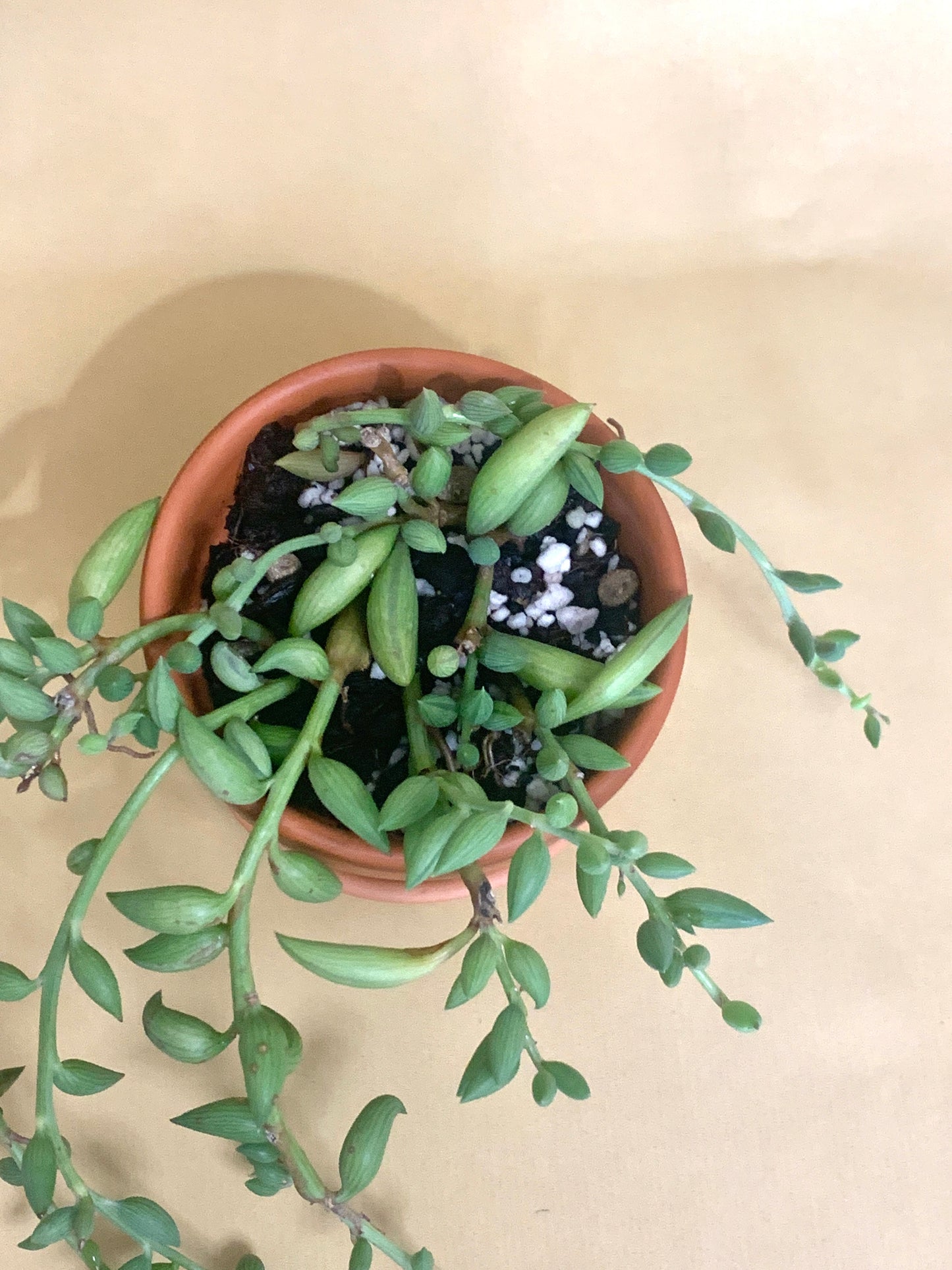 Senecio radicans Vaso 10