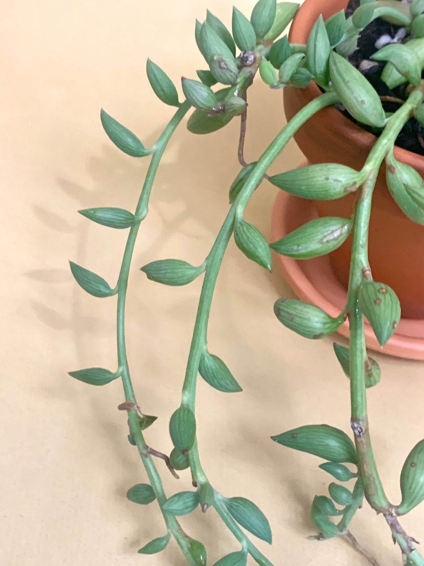 Senecio radicans Vaso 10