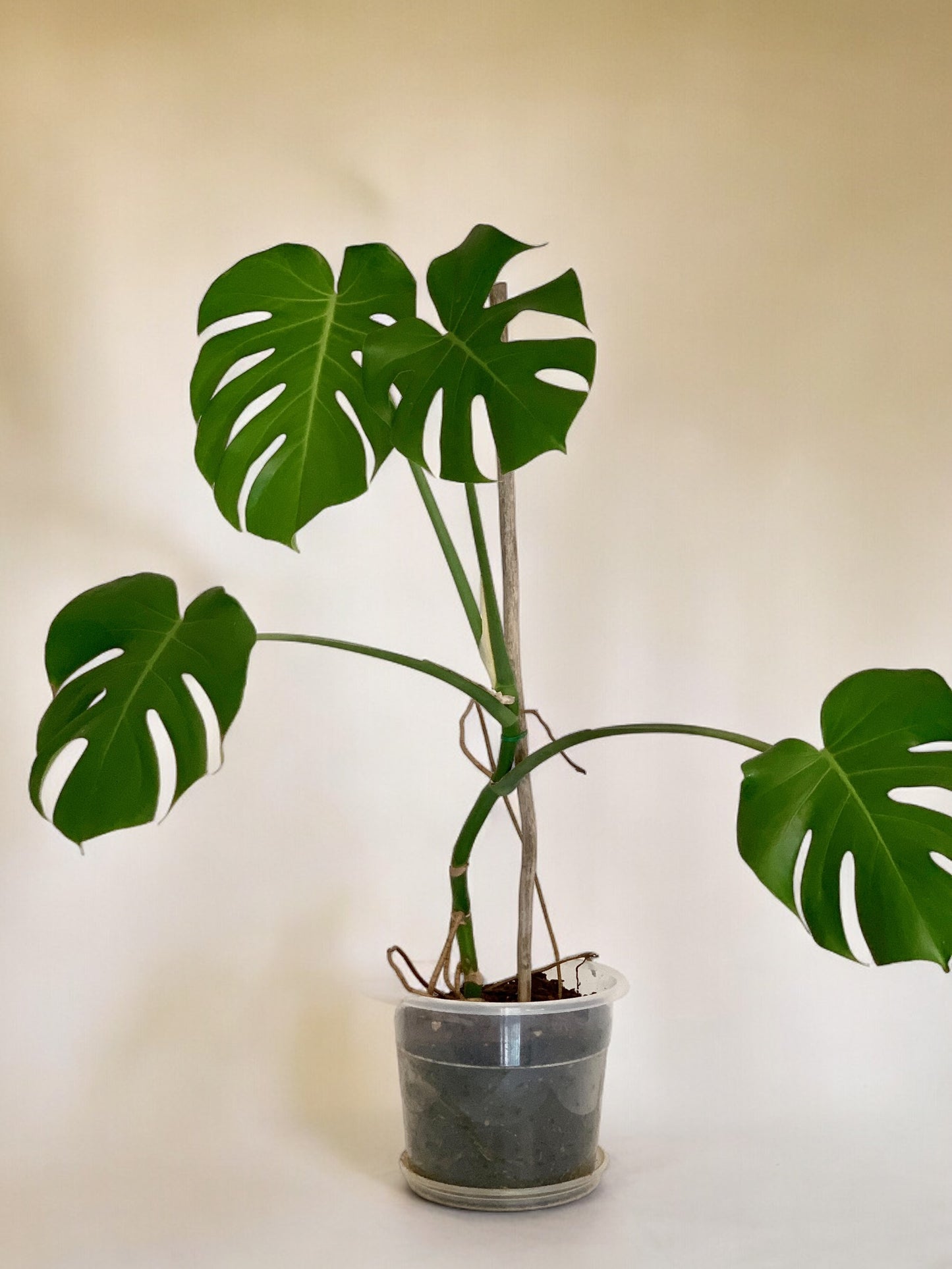 Monstera deliciosa vaso 26