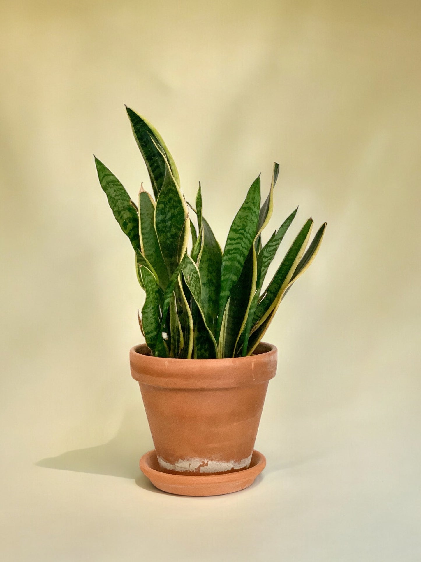 Dracaena trifasciata
