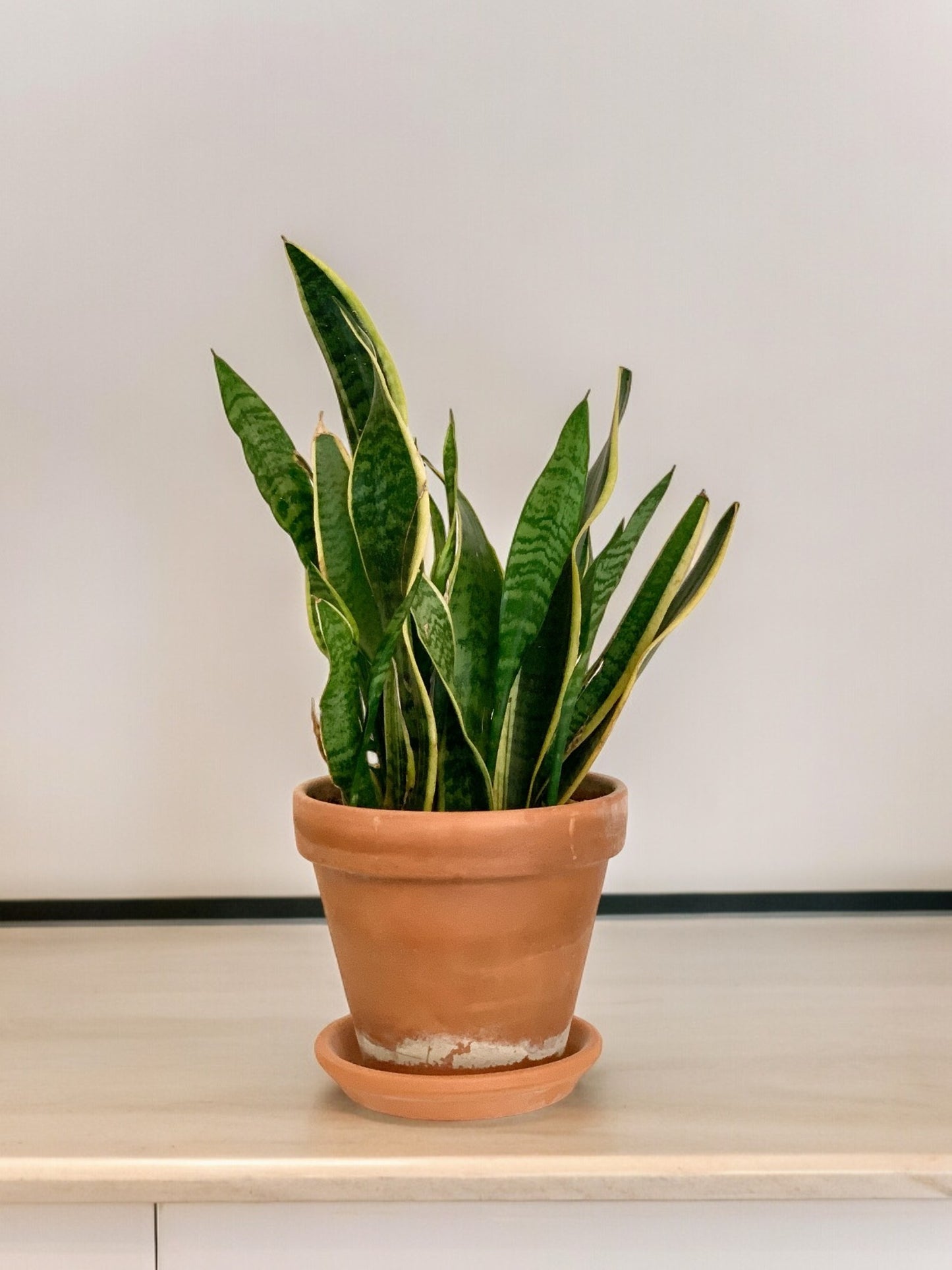 Dracaena trifasciata