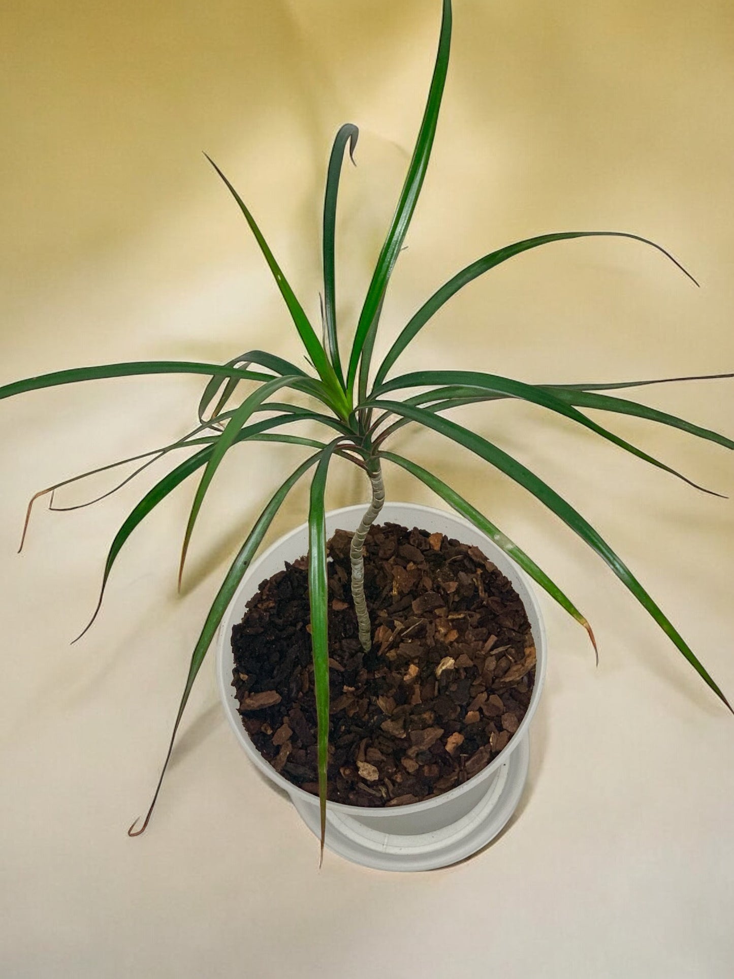 Dracaena angustifolia