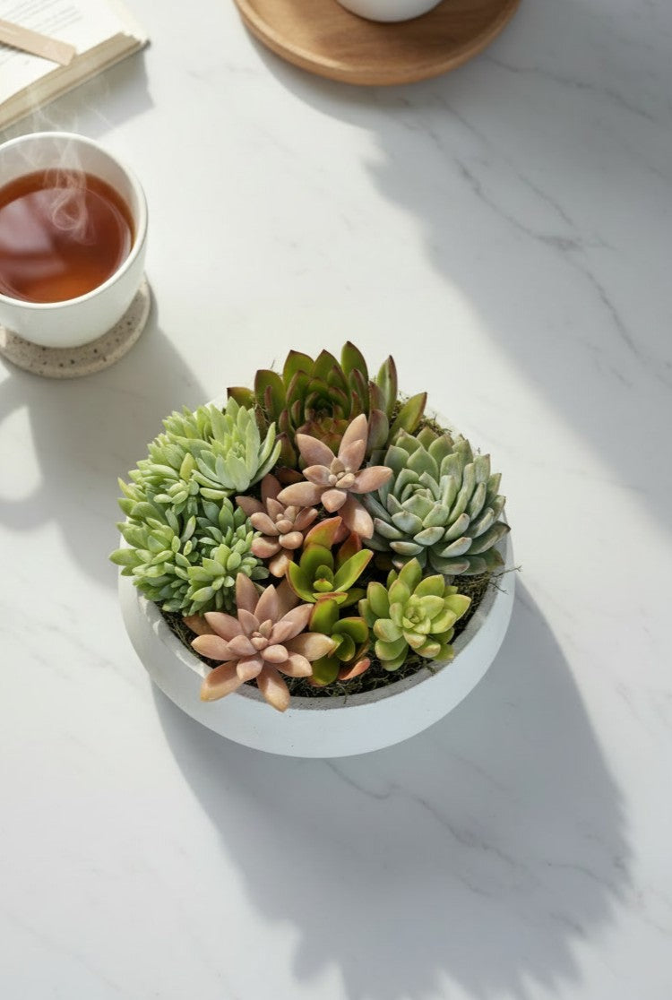 Mini Jardim Taça Harmonia