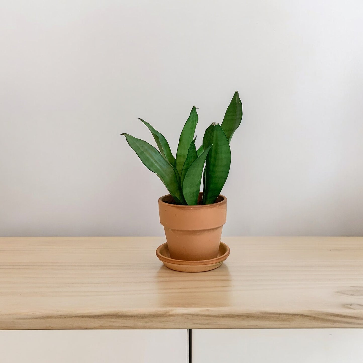 Sansevieria Moonshine Vaso 15