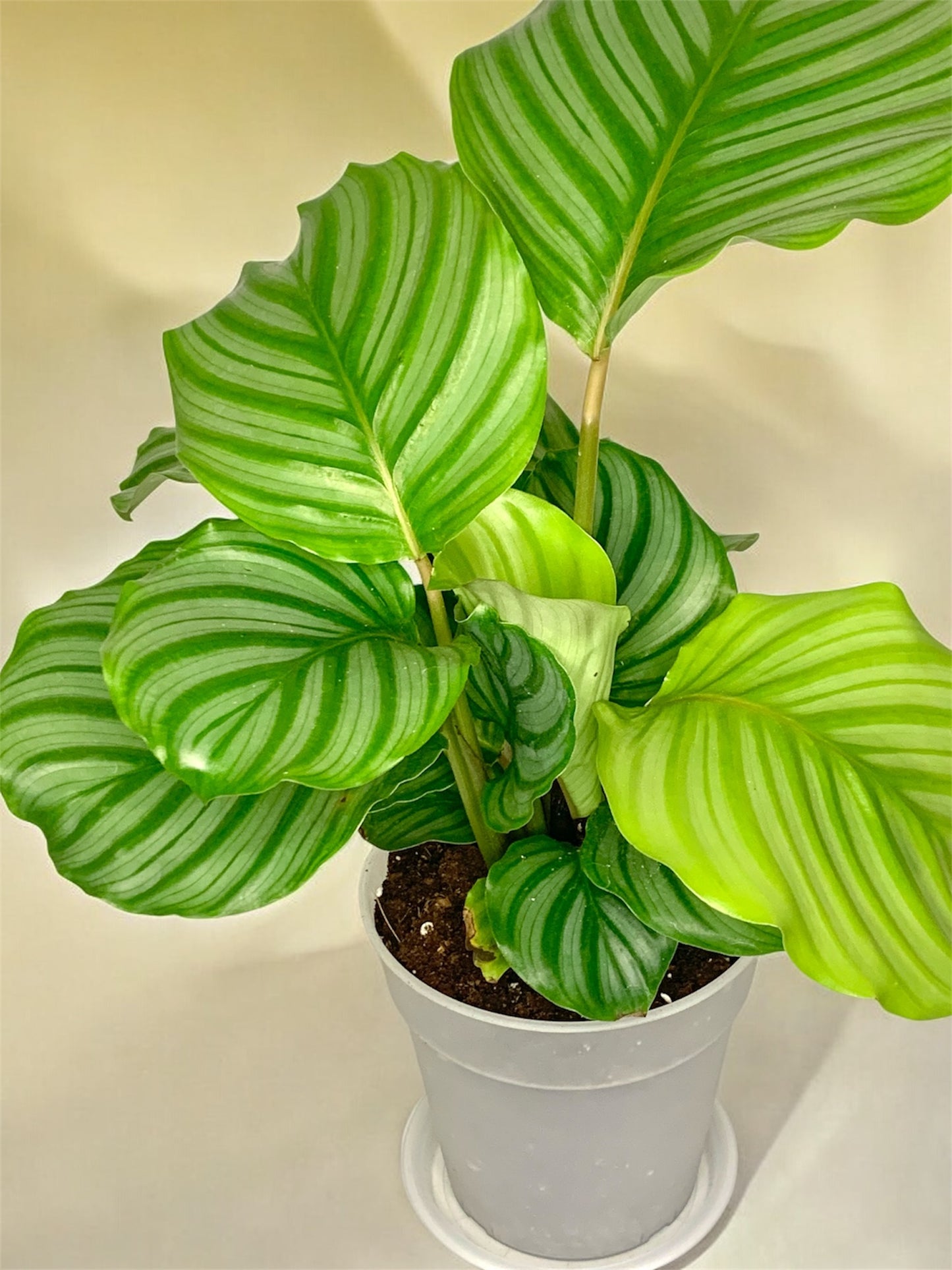 Calathea orbifolia