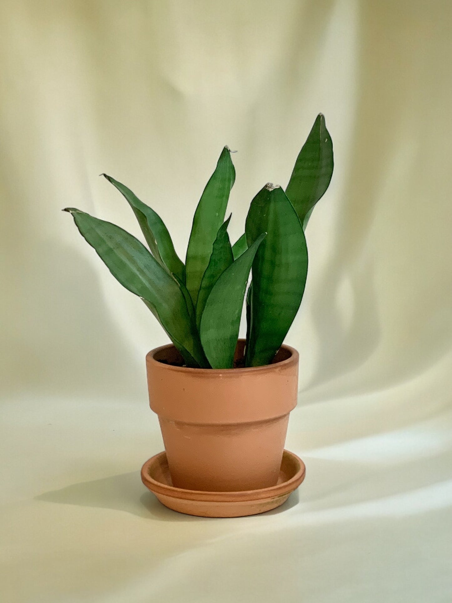 Sansevieria Moonshine Vaso 15