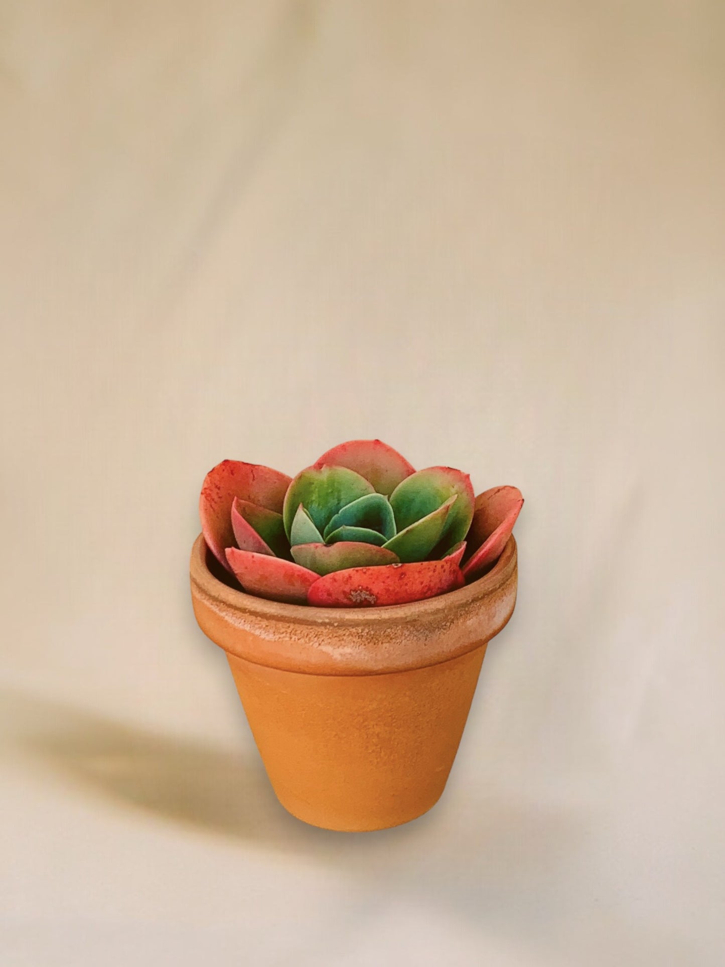 Echeveria Mandala