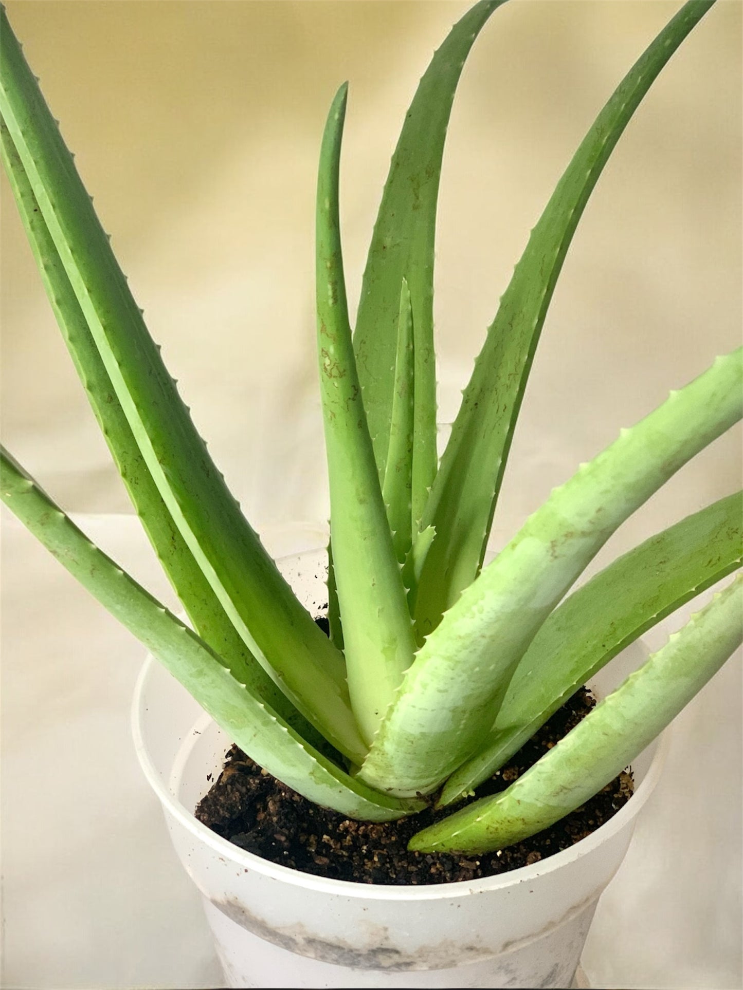 Aloe vera