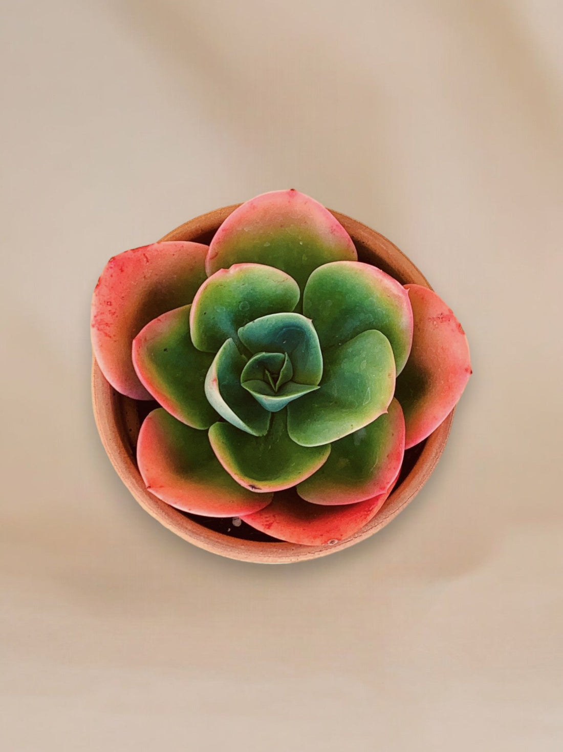 Como cuidar da suculenta Echeveria mandala?