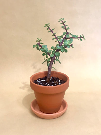 Portulacaria Afra Vaso 10