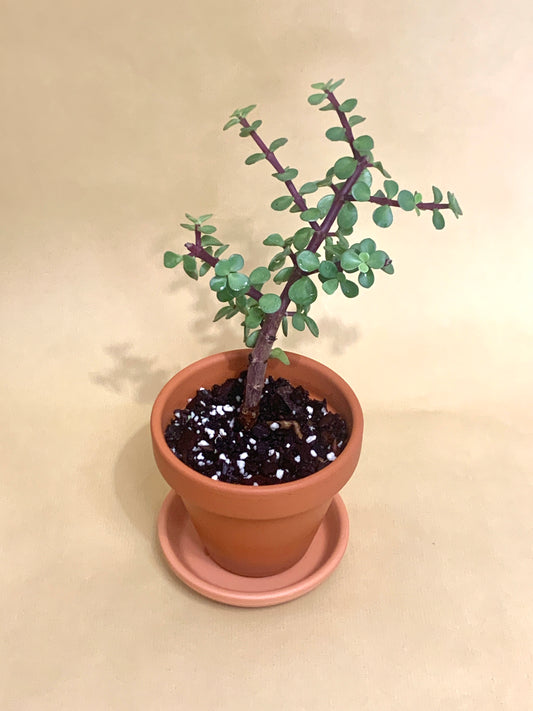 Portulacaria Afra Vaso 10