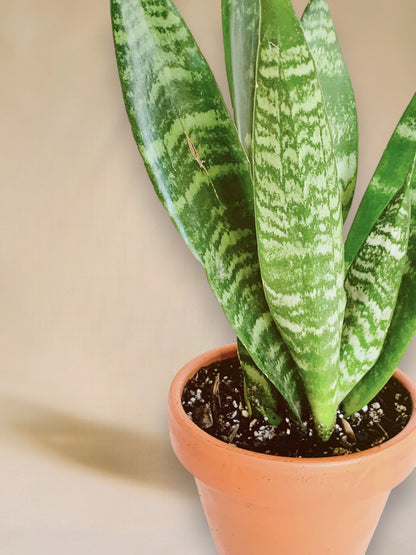 Dracaena zeylanica vaso 10