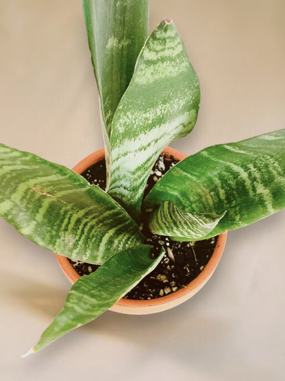 Dracaena zeylanica vaso 10