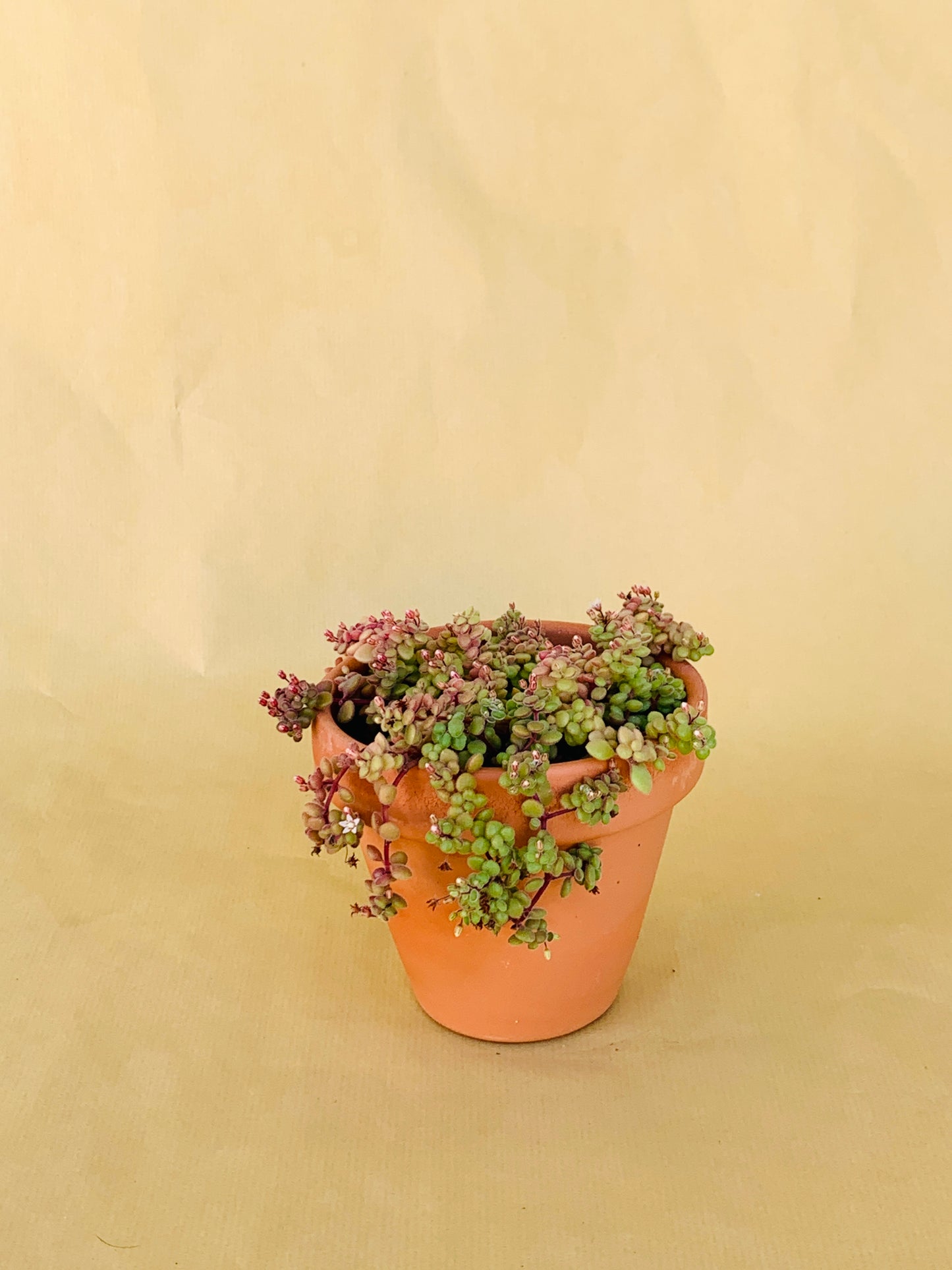 Crassula Expansa Vaso 10