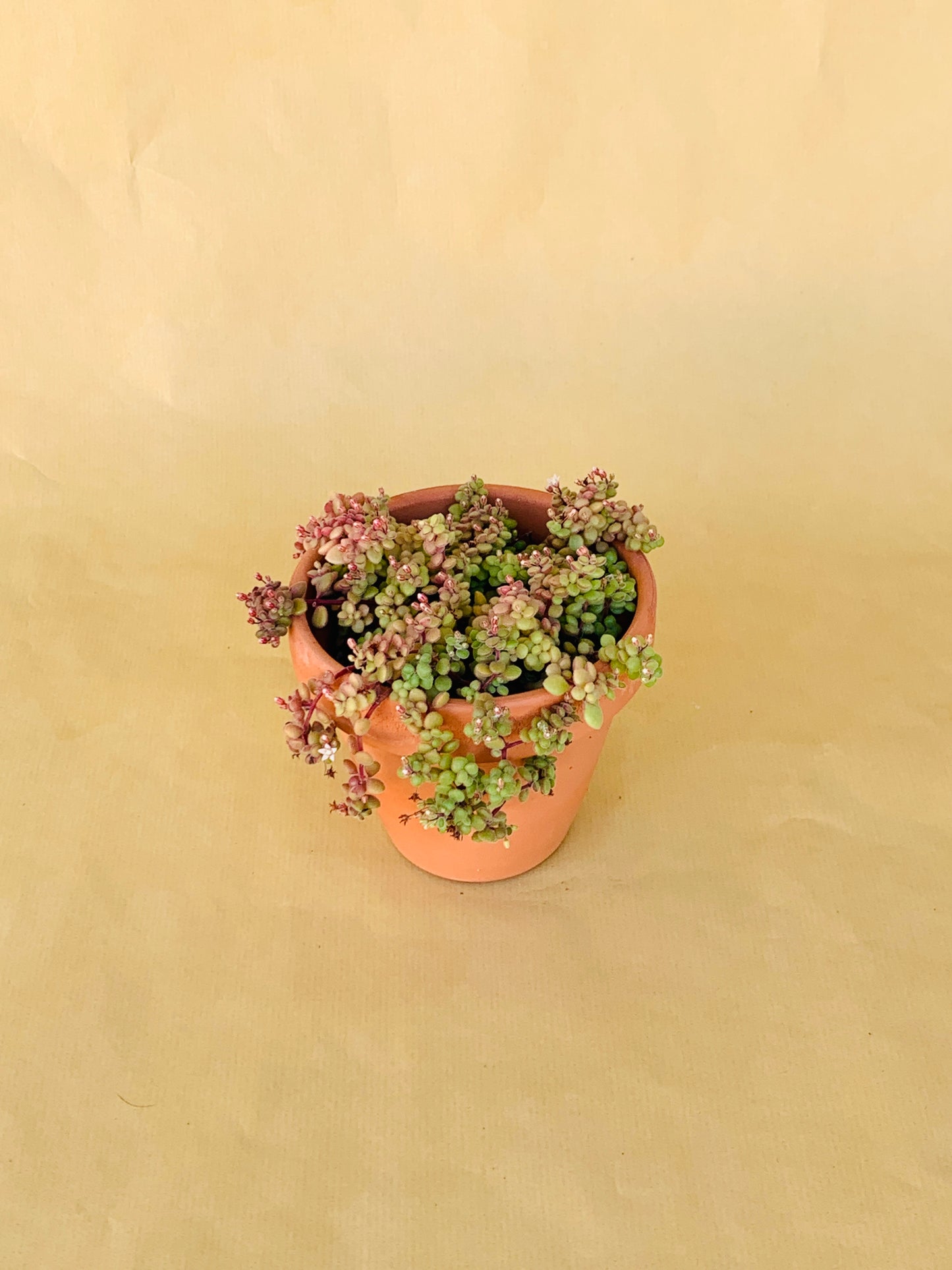 Crassula Expansa Vaso 10