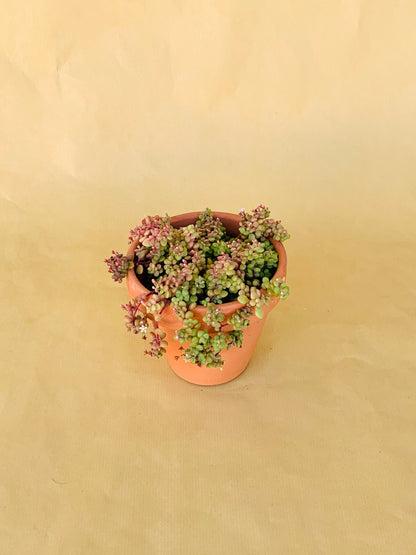 Crassula Expansa Vaso 10