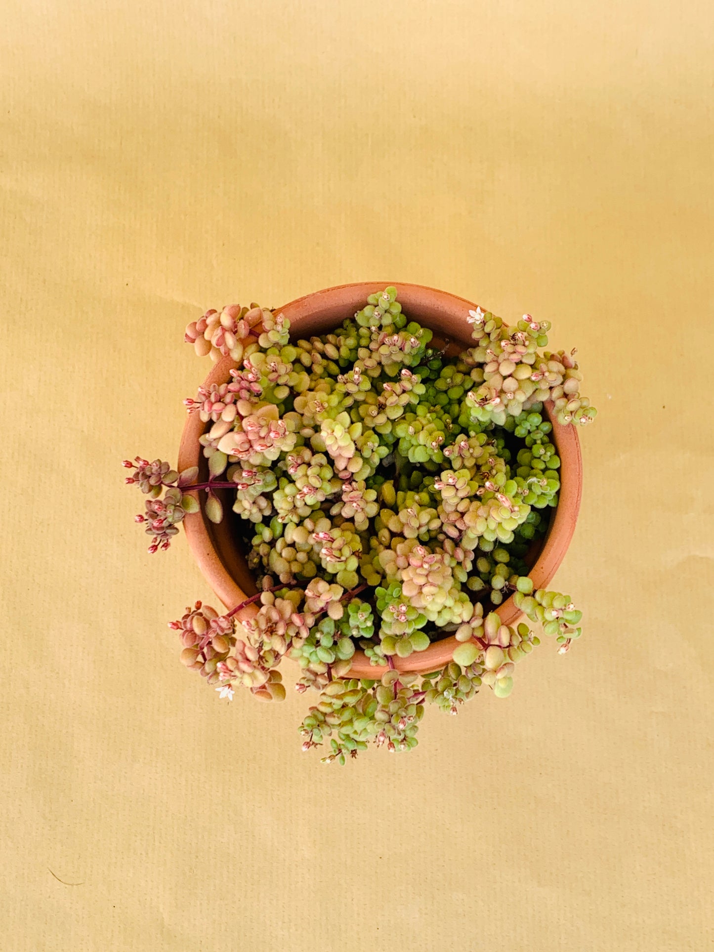 Crassula Expansa Vaso 10