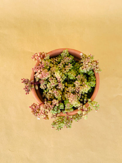 Crassula Expansa Vaso 10