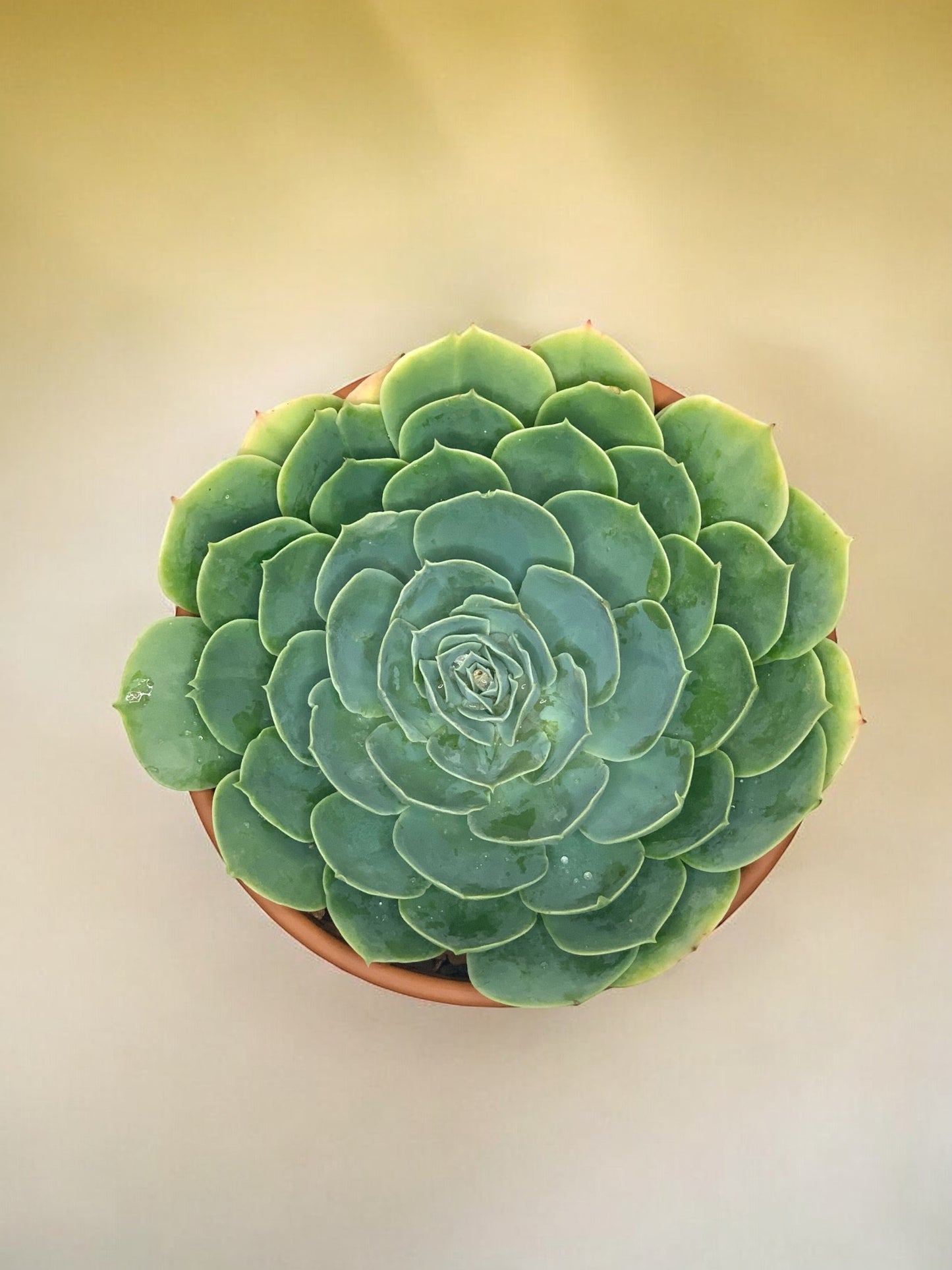 Echeveria secunda
