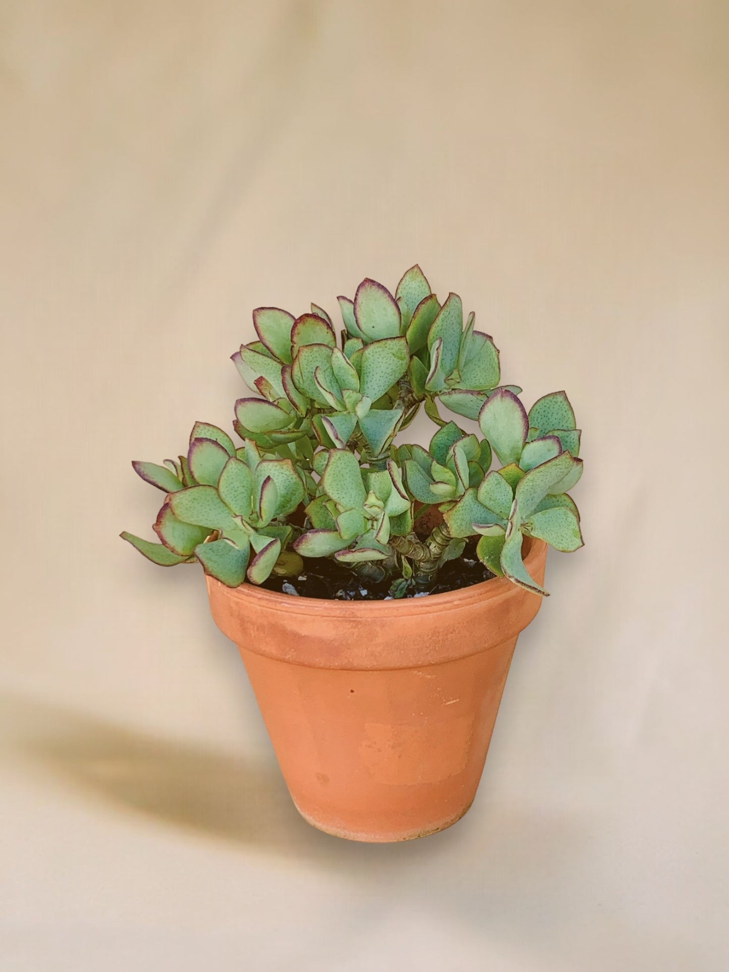 Crassula arborescens undulatifolia vaso 14