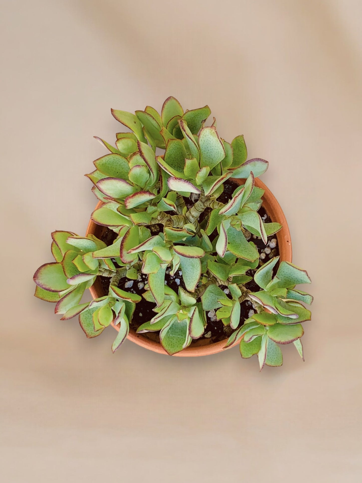 Crassula arborescens undulatifolia vaso 14