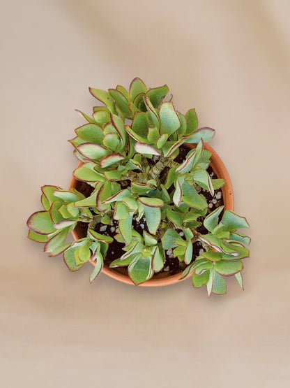 Crassula arborescens undulatifolia vaso 14