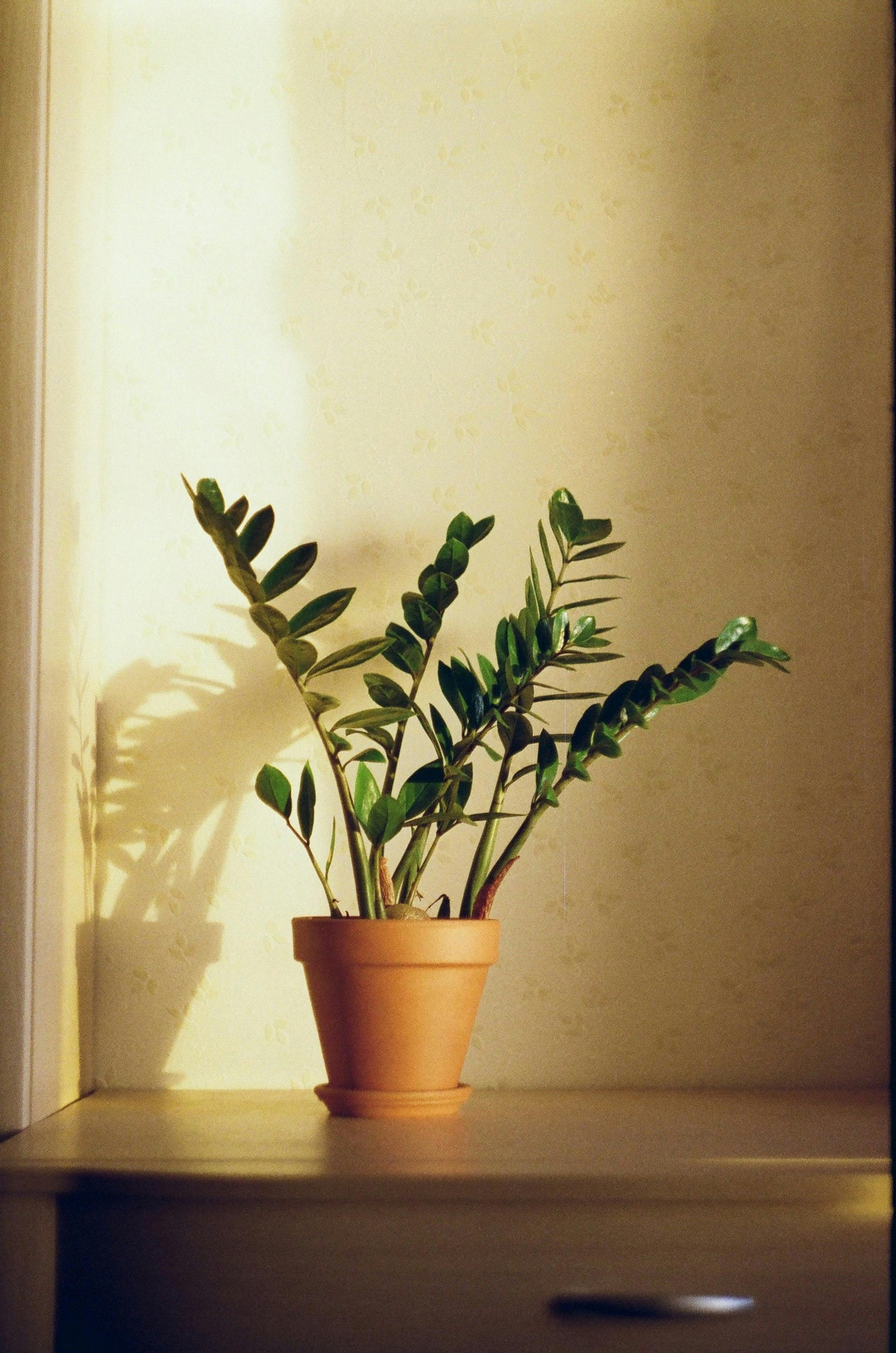 Zamioculca zamiifolia
