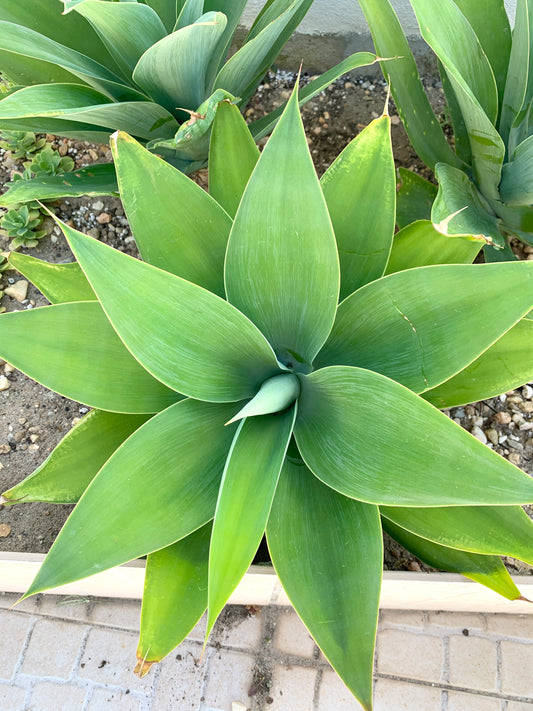 Agave Attenuata sem vaso