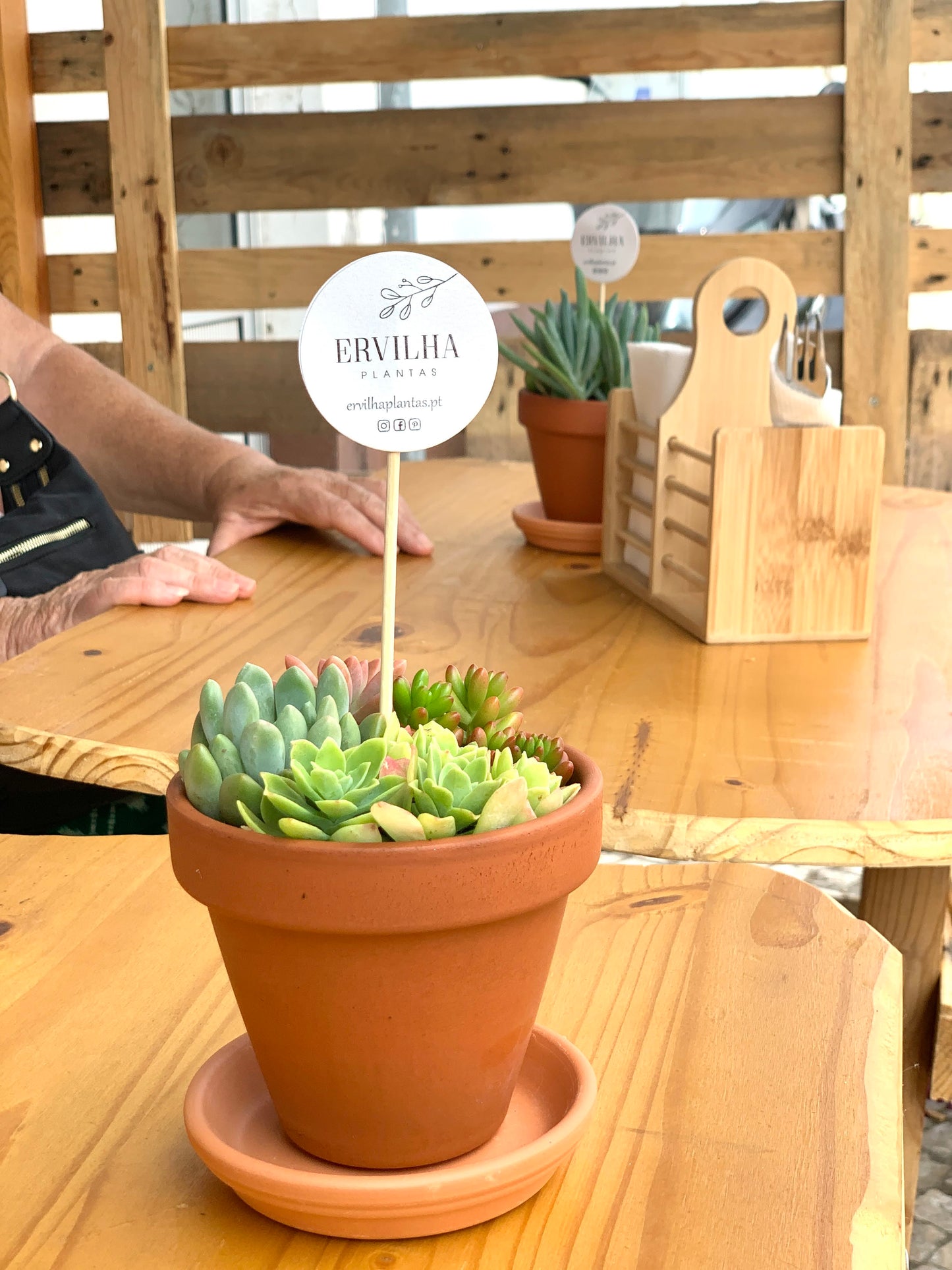 Mini-jardim Vaso 10