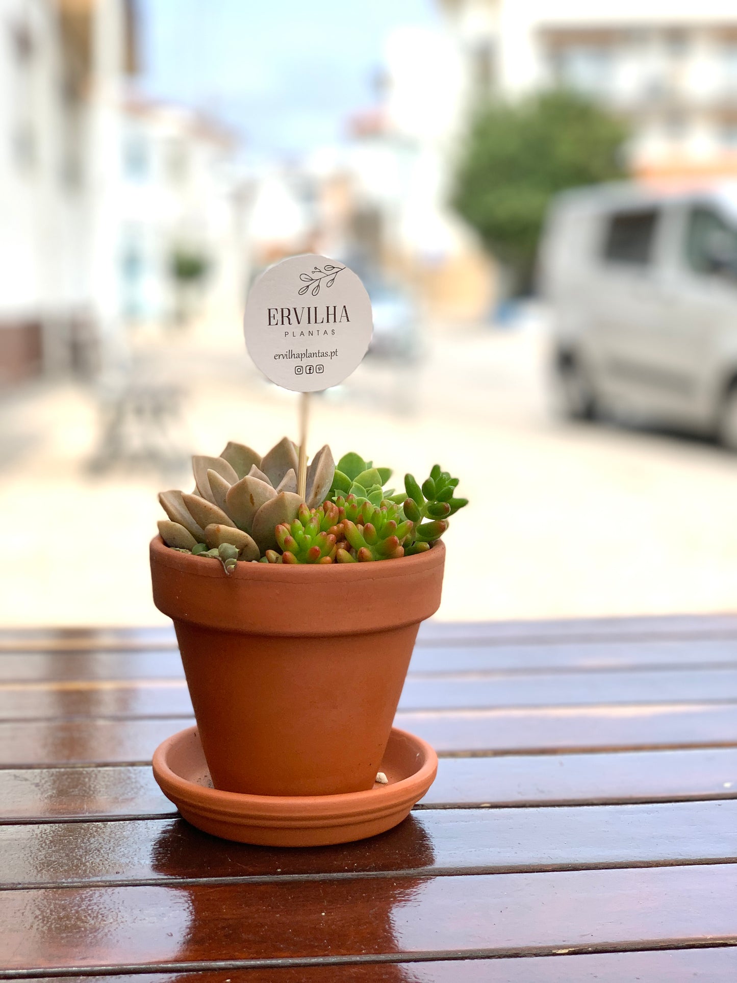 Mini-jardim Vaso 10