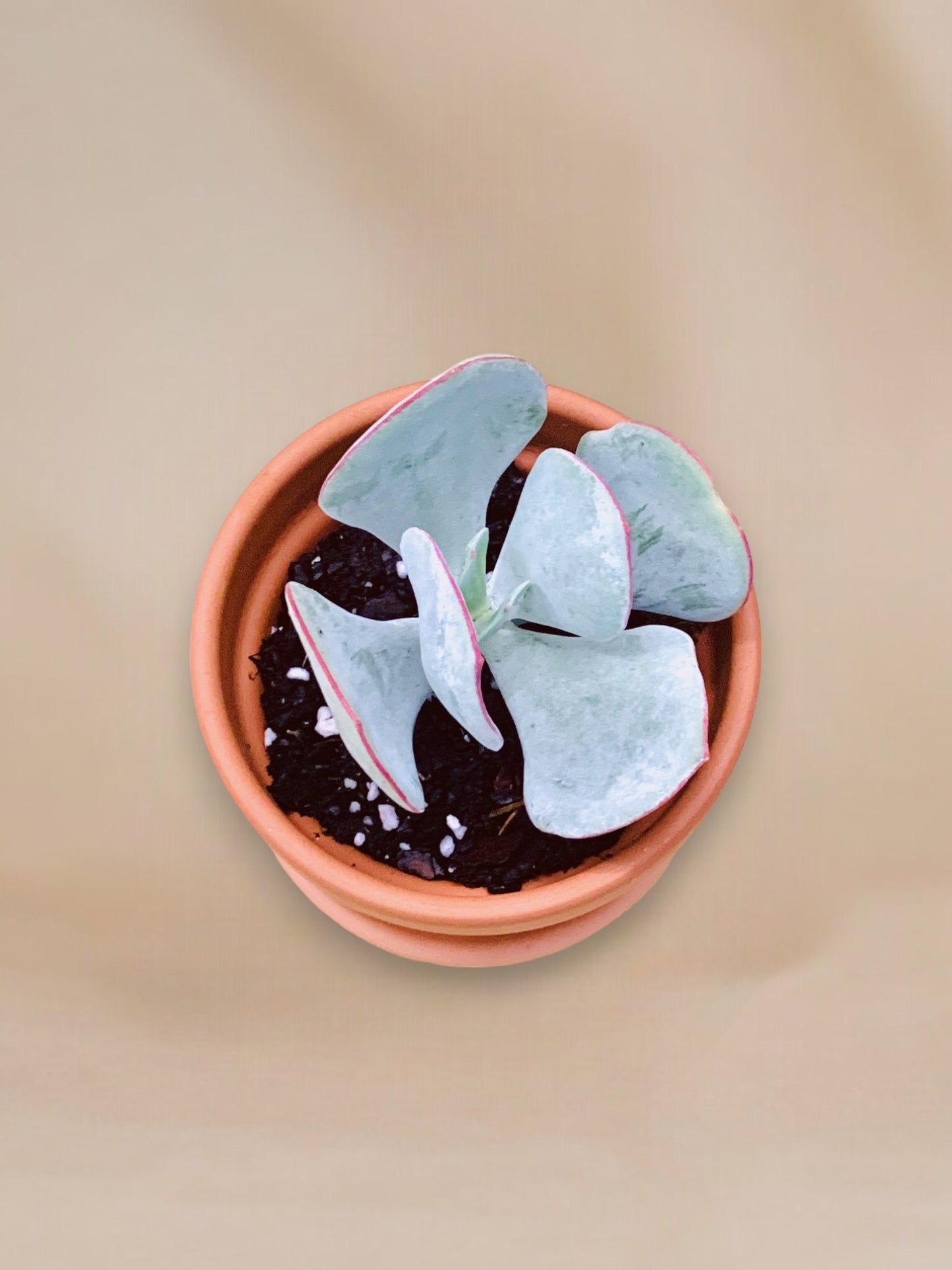 Cotyledon orbiculata 'Hakubi' vaso 10