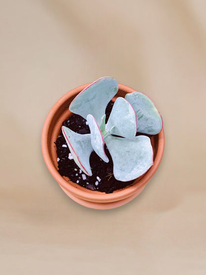 Cotyledon orbiculata 'Hakubi' vaso 10