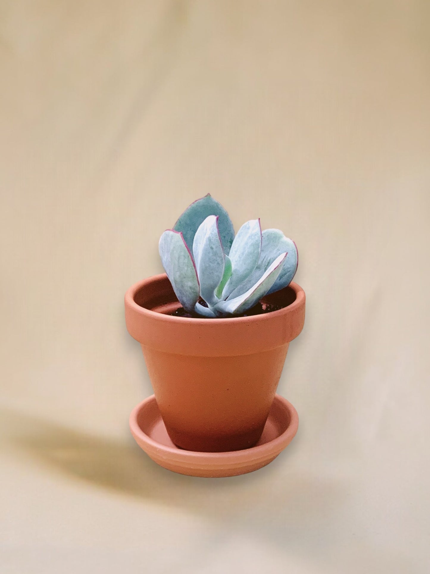 Cotyledon orbiculata 'Hakubi' vaso 10