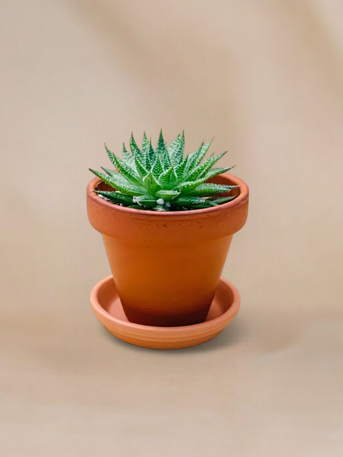 Aloe aristata vaso 10