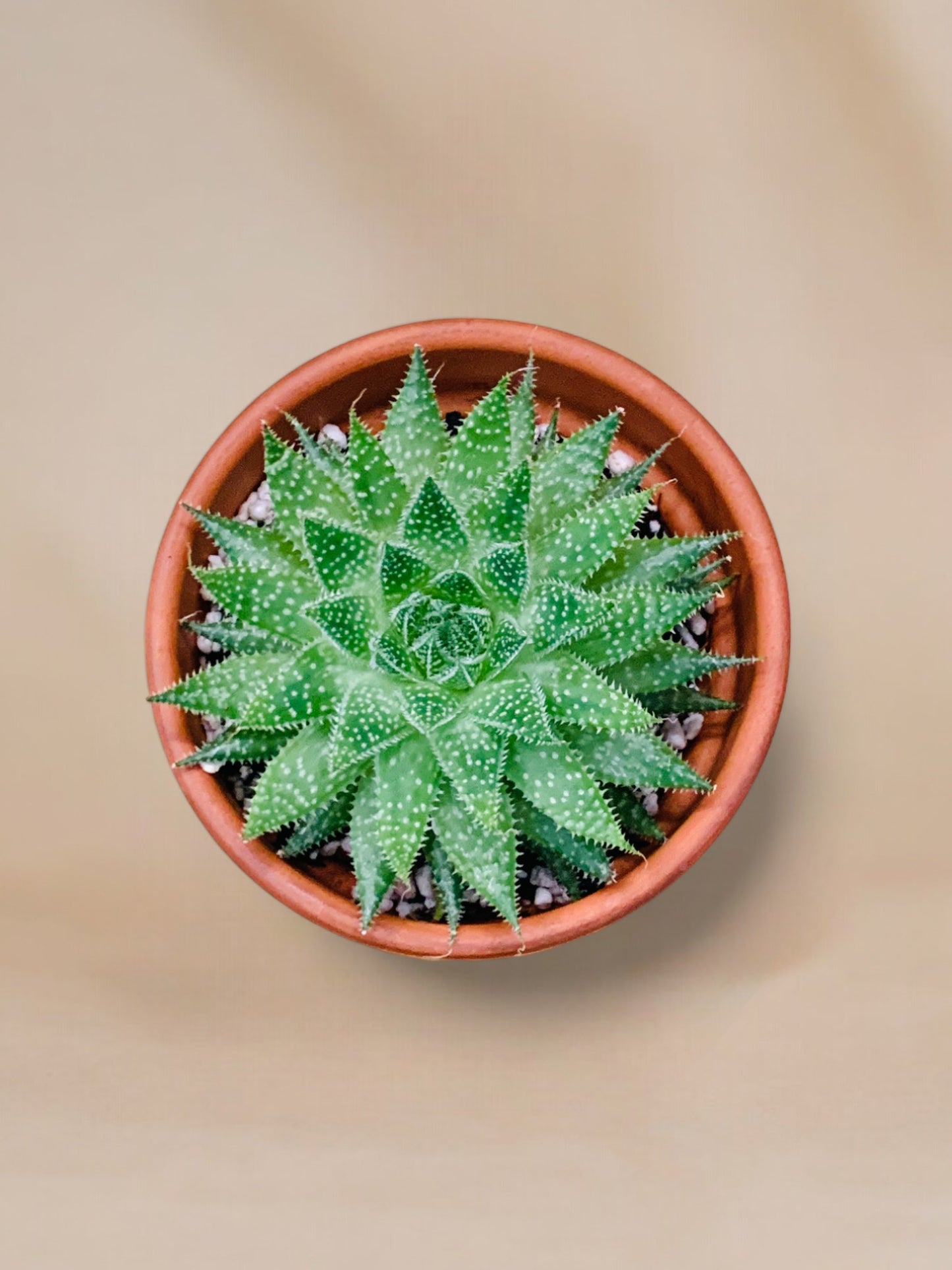 Aloe aristata vaso 10