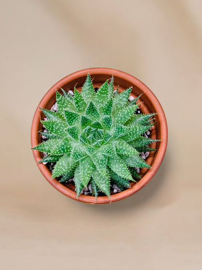 Aloe aristata vaso 10