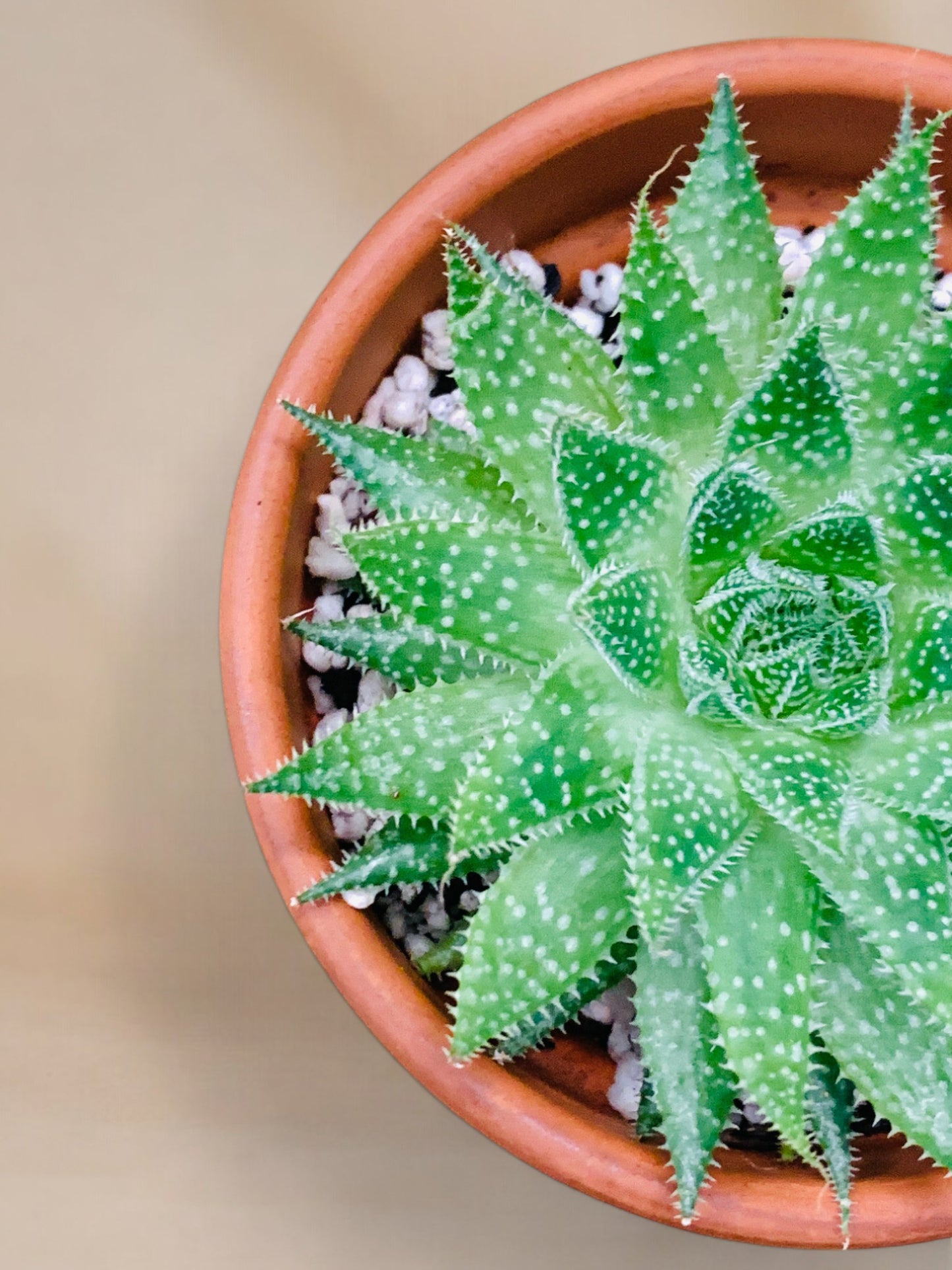 Aloe aristata vaso 10